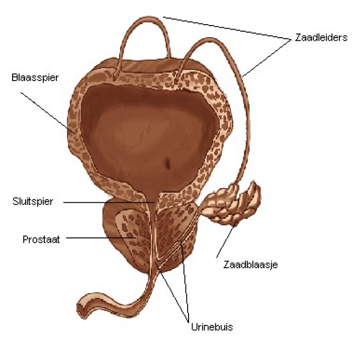 Grafische weergave van de prostaat t.o.v. de blaas, urinebuis en zaadblaasjes