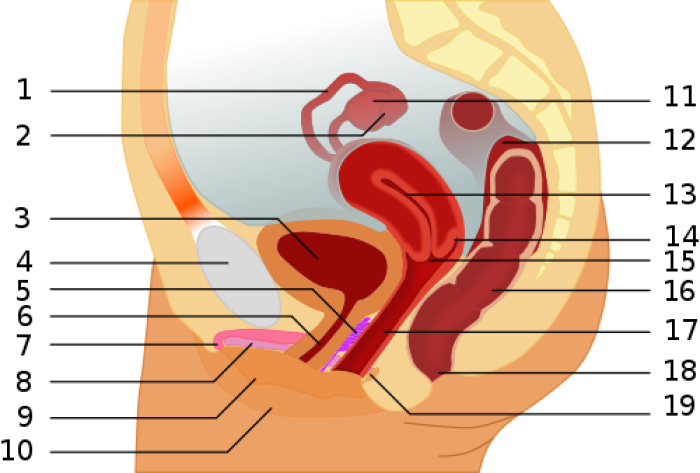 Urinewegen en geslachtsorganen bij de vrouw - Grafische weergave
