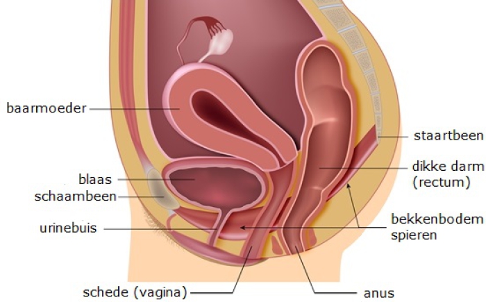 Grafische weergave van het onderlichaam van de vrouw met de organen in het bekken en de bekkenbodem.