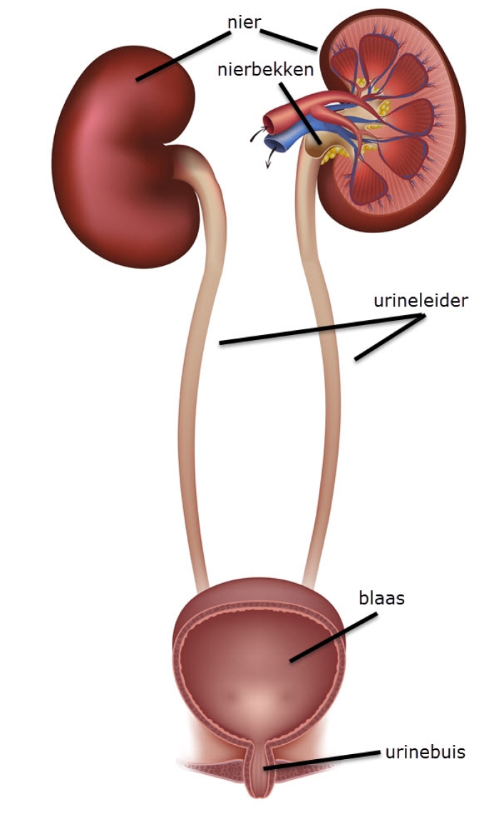 Grafische weergave van nieren, urineleiders, blaas en urinebuis.
