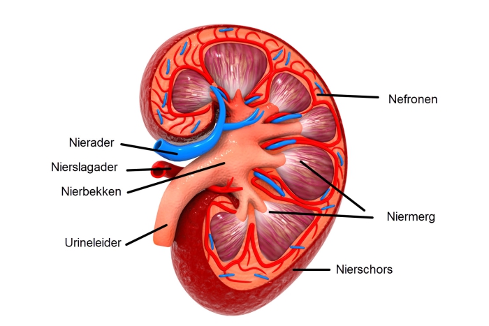 Anatomische weergave van de nier.