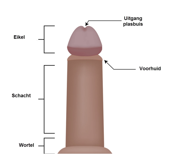 Grafische weergave van de anatomie van de penis