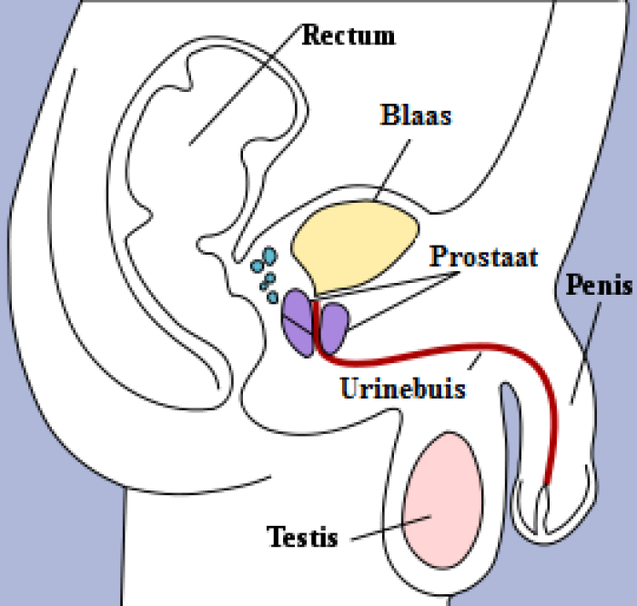 Grafische weergave van de ligging van de plasbuis van de man ten opzichte van de andere  organen.