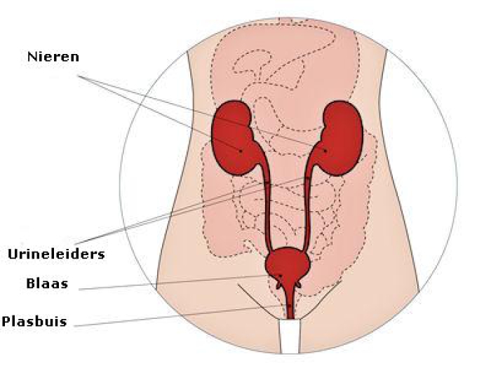 Grafische weergave van de urineleiders t.o.v. de nieren en de blaas.